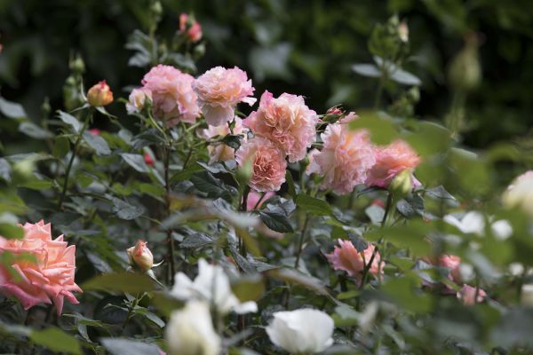 CB Huber 2 neu CB Huber 2 neu