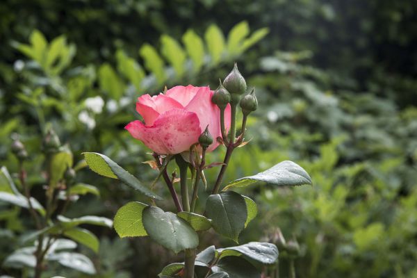 CB Huber 4 neu CB Huber 4 neu